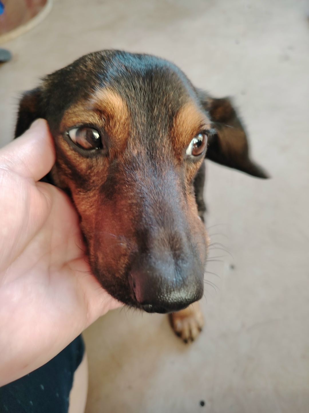 Найдена собака в Новокузнецке — фото объявления