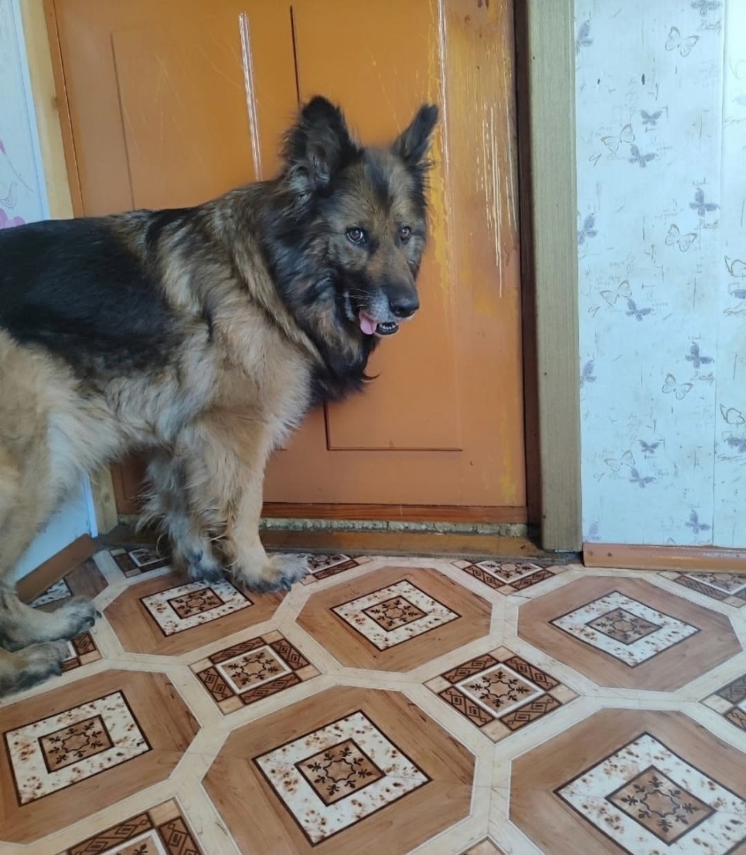 Пропала собака в Новокузнецке — фото объявления