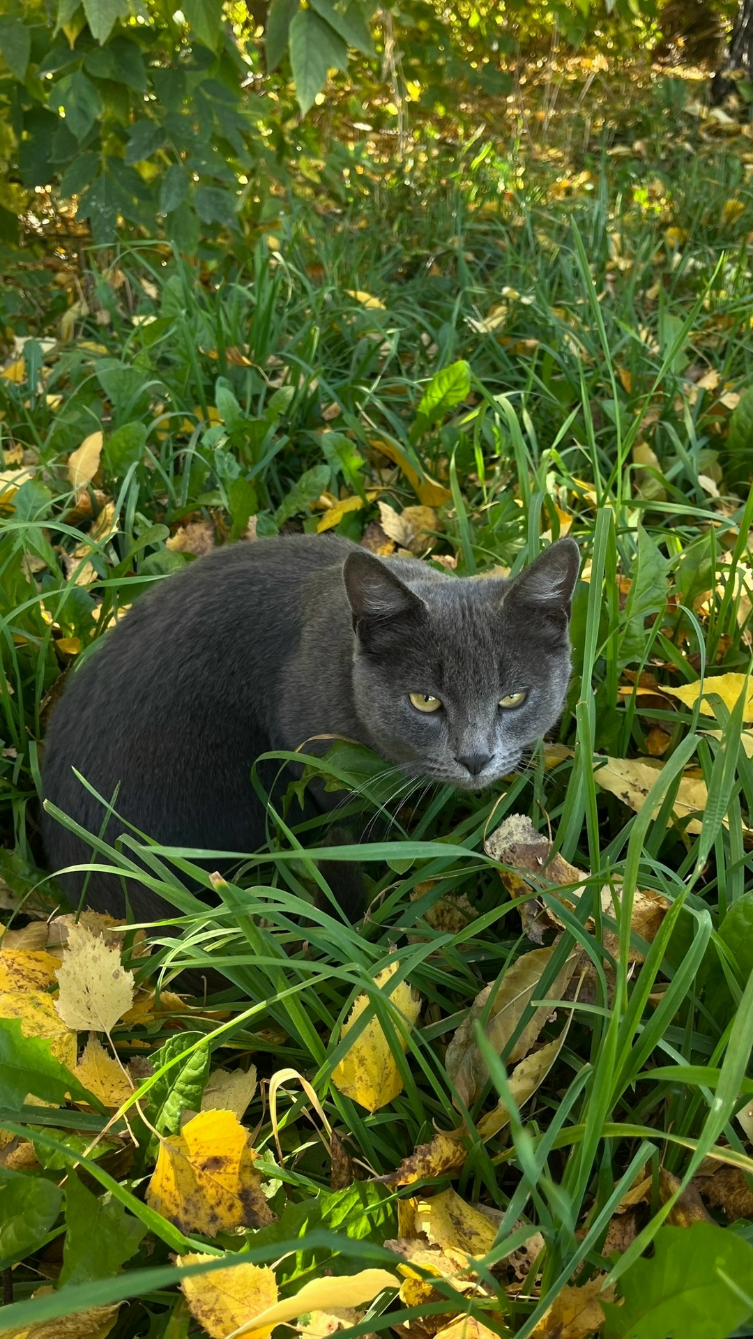 Пропала кошка в Новокузнецке — фото объявления