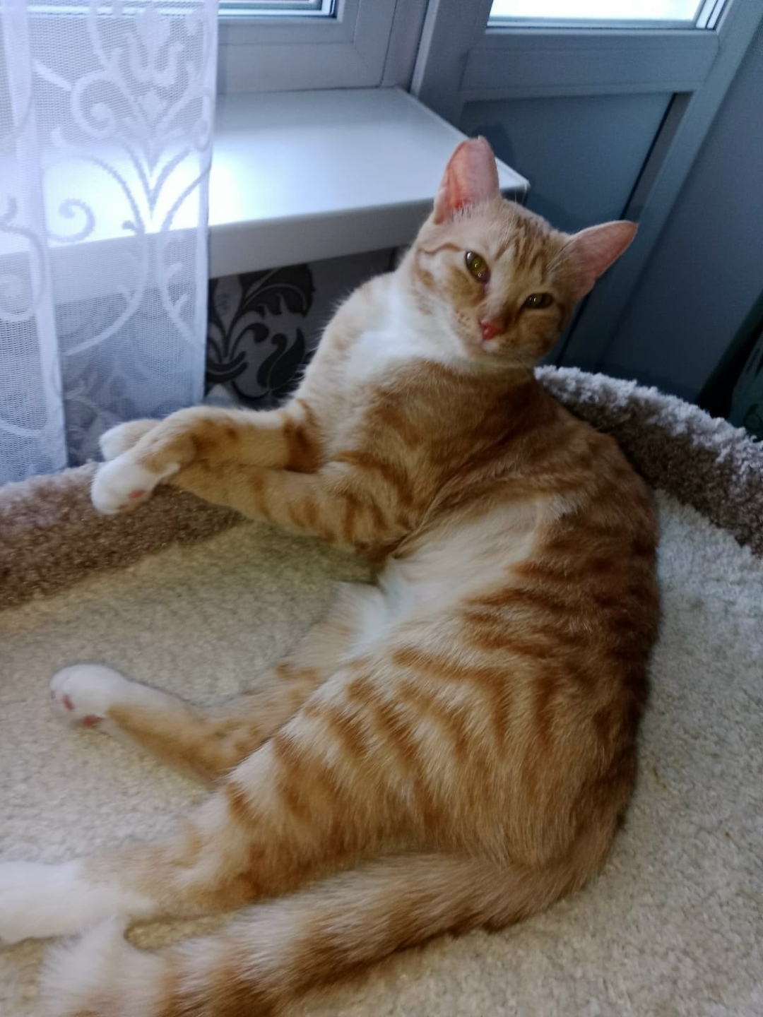 Пропала кошка в Новокузнецке — фото объявления