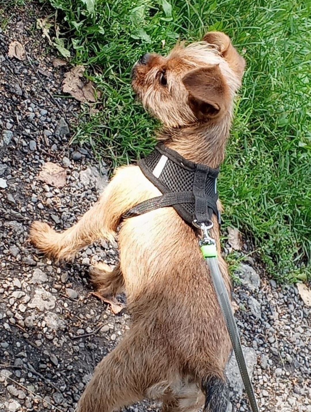 Пропала собака в Новокузнецке — фото объявления