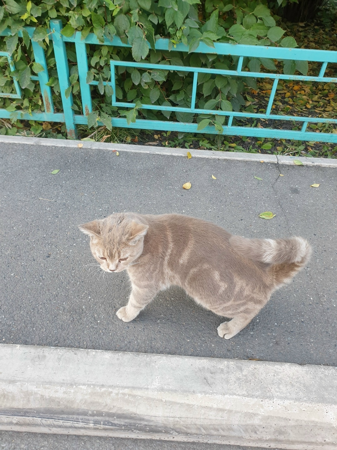 Пропала кошка в Новокузнецке — фото объявления