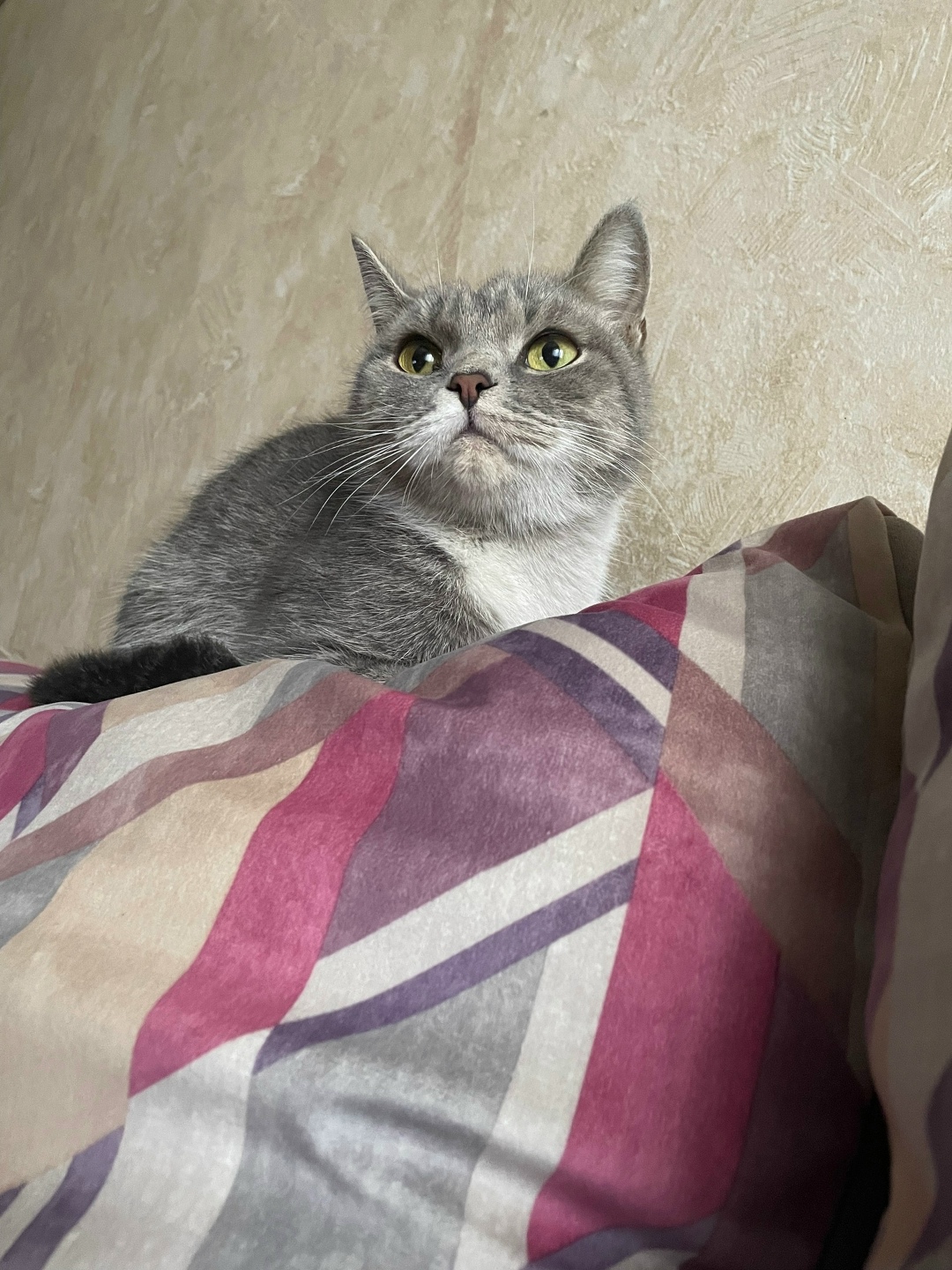 Пропала кошка в Новокузнецке — фото объявления