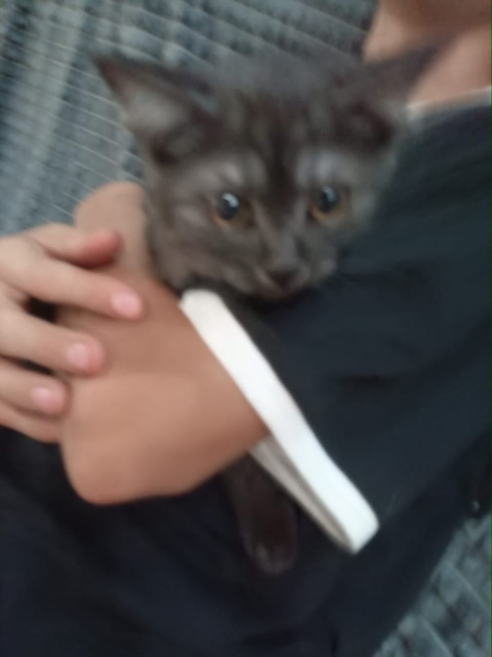 Найдена кошка в Новокузнецке — фото объявления