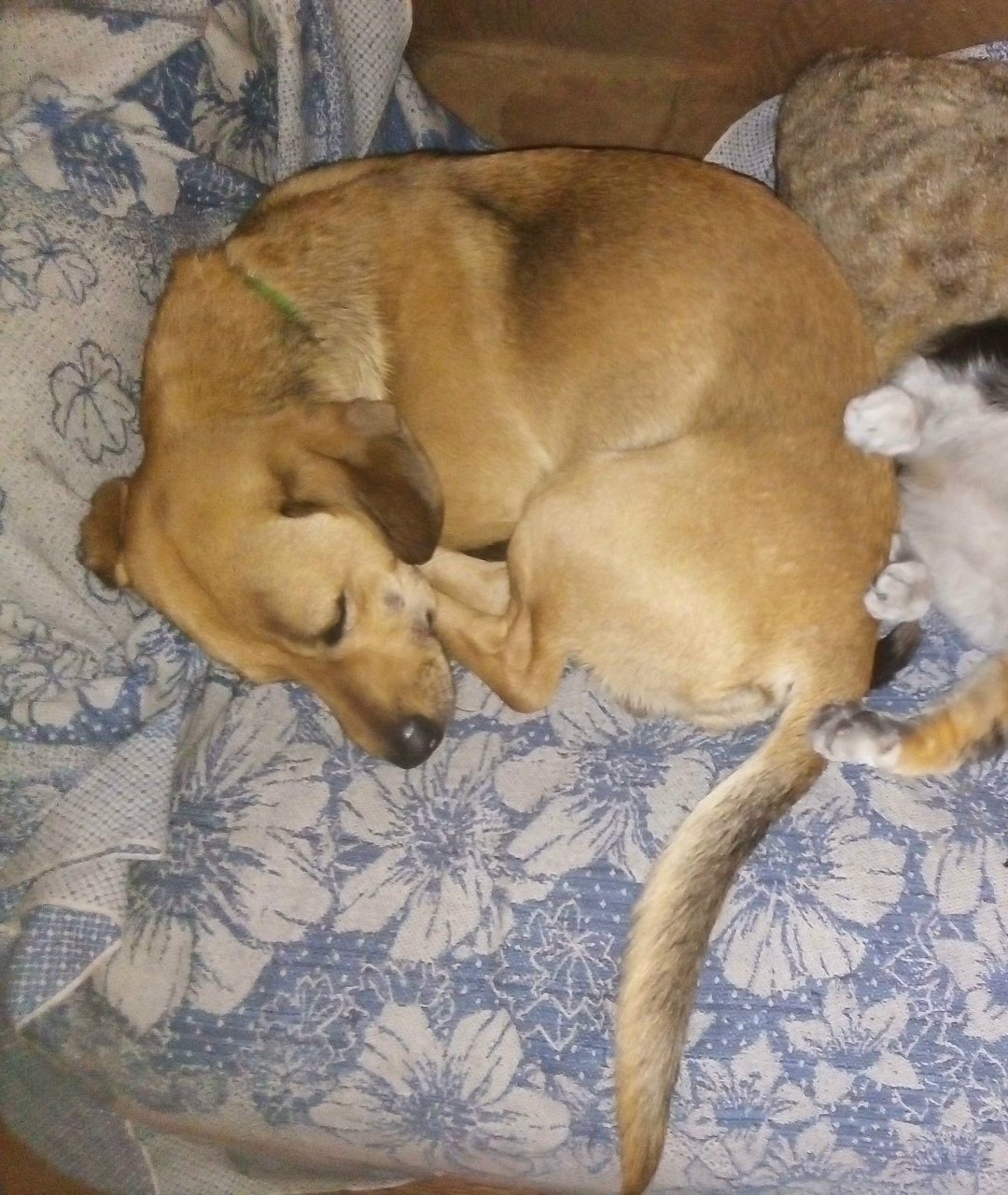 Пропала собака в Новокузнецке — фото объявления