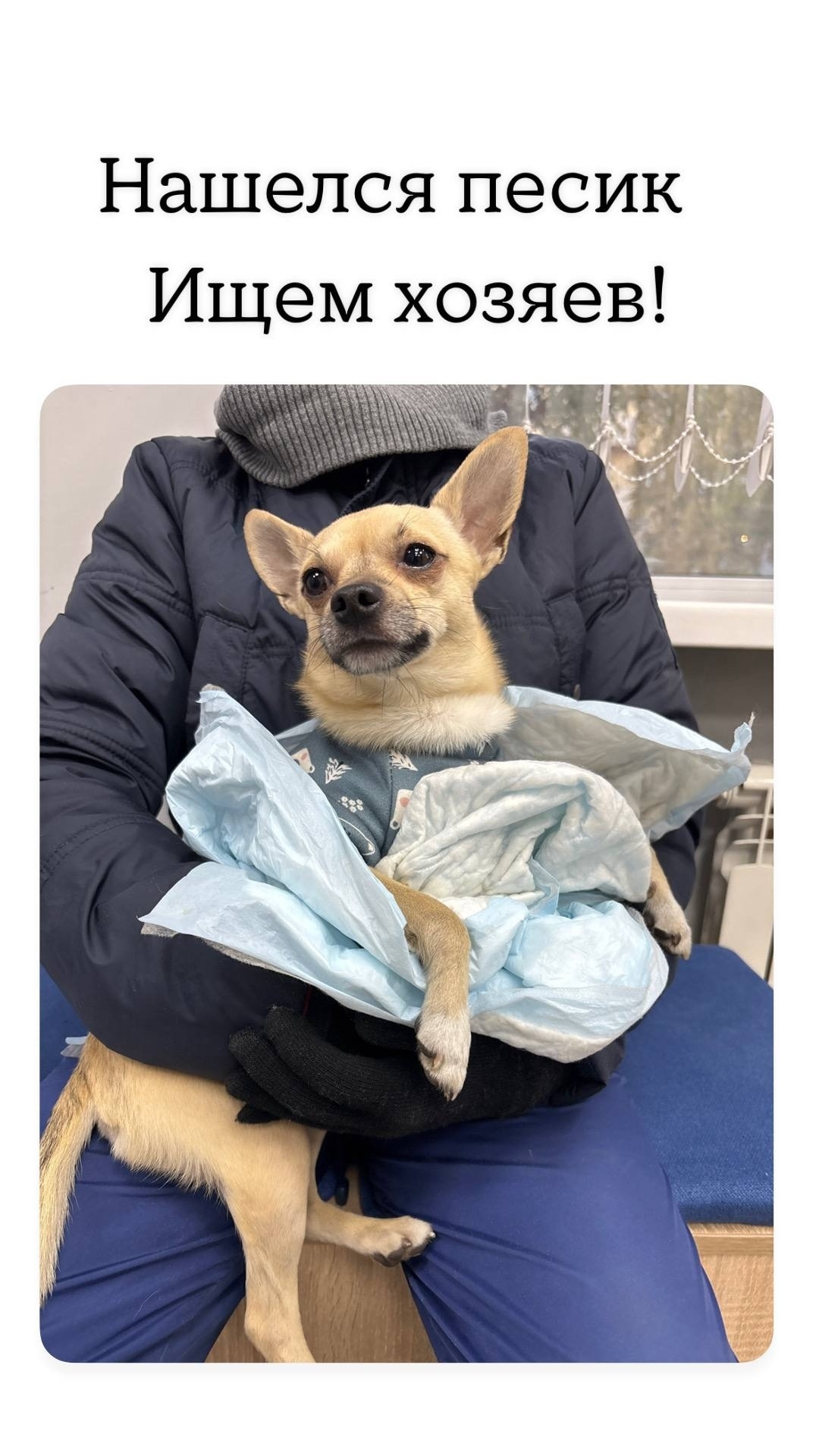 Найдена собака в Новокузнецке — фото объявления