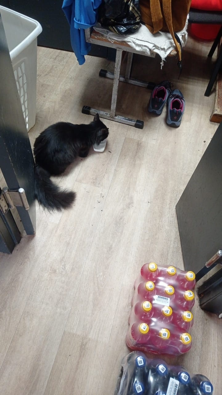 Найдена кошка в Новокузнецке — фото объявления