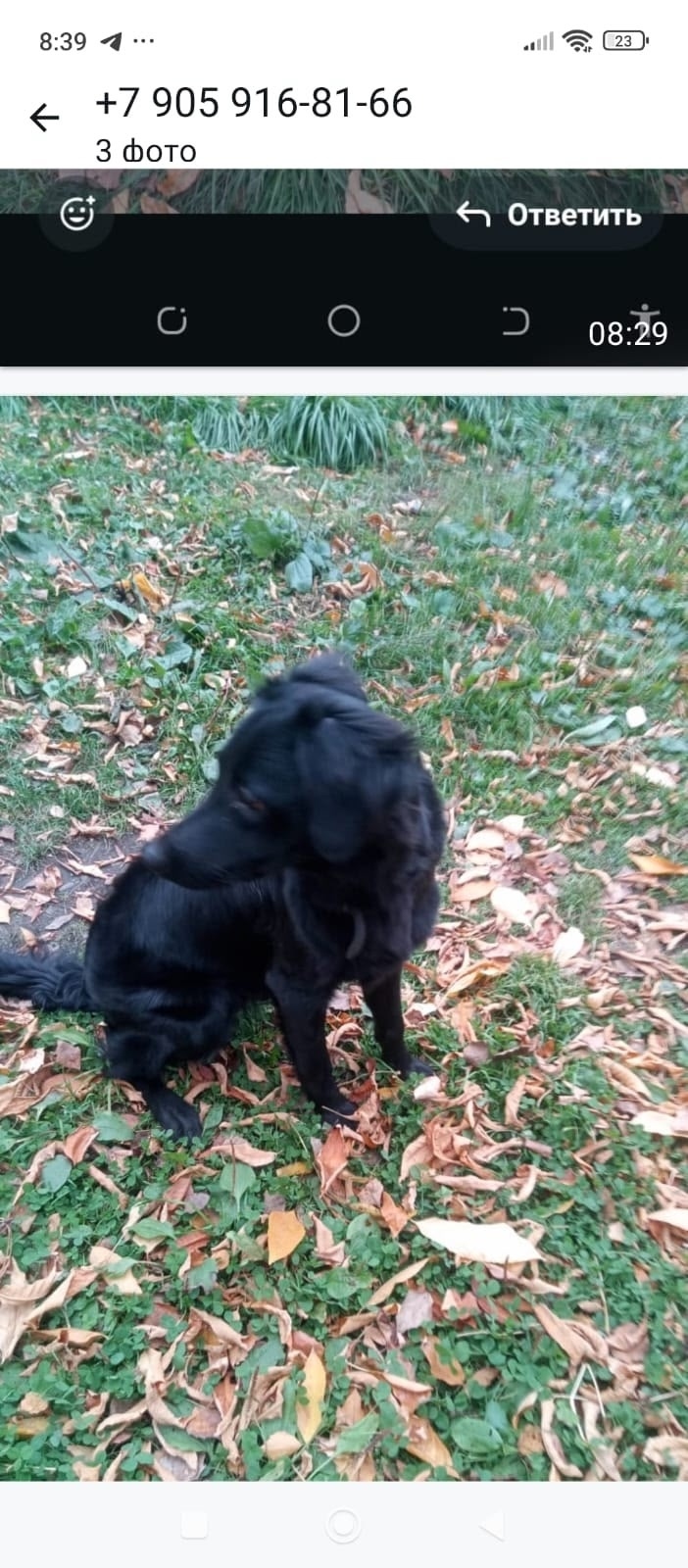 Пропала собака в Новокузнецке — фото объявления