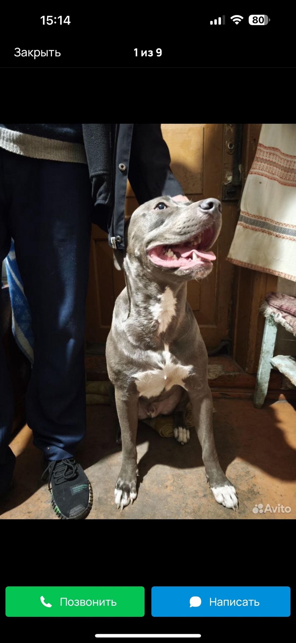 Найдена собака в Новокузнецке — фото объявления