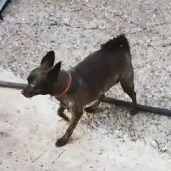 Пропала собака в Новокузнецке — фото объявления