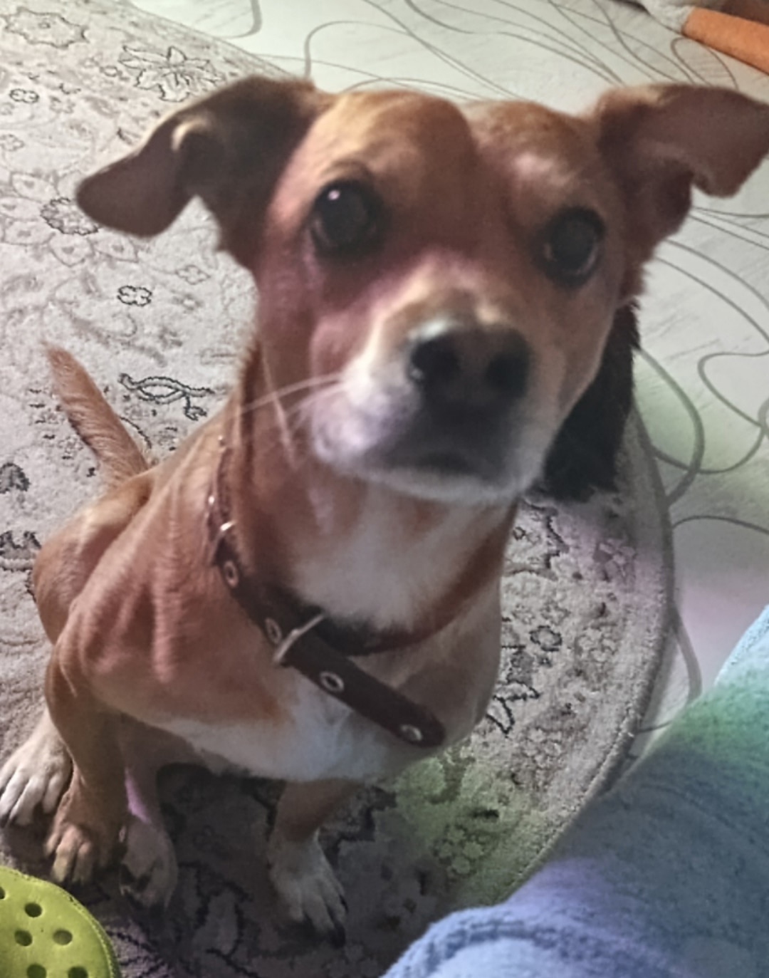 Пропала собака в Новокузнецке — фото объявления