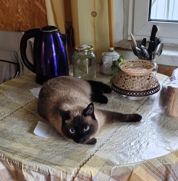 Пропала кошка в Новокузнецке — фото объявления