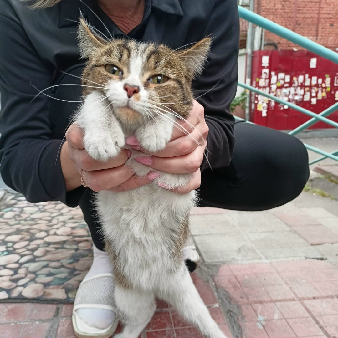 Пропала кошка в Новокузнецке — фото объявления