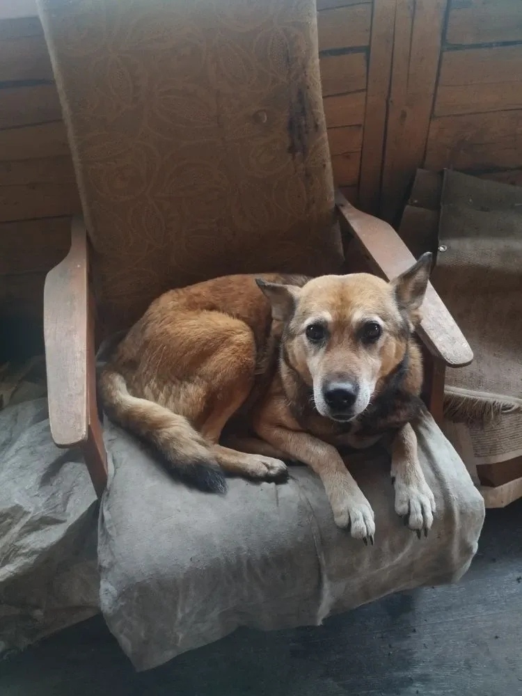 Пропала собака в Новокузнецке — фото объявления