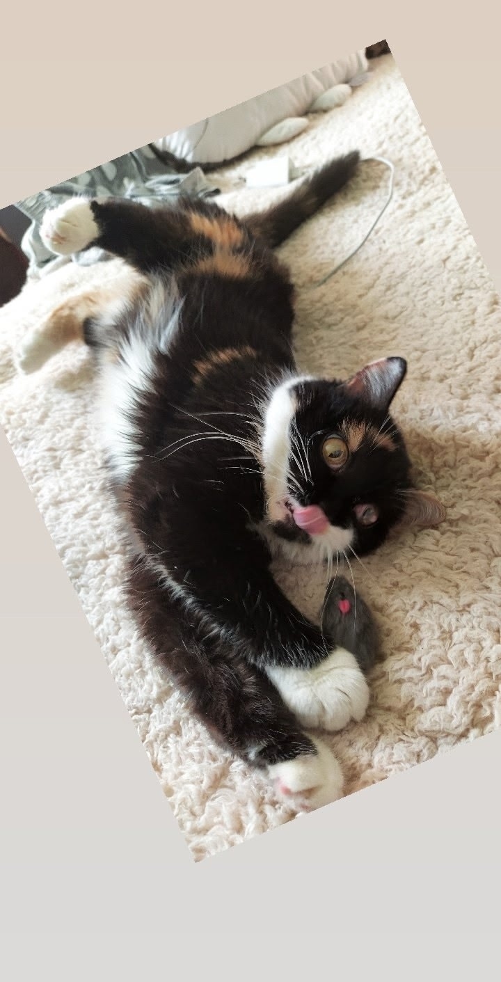 Пропала кошка в Новокузнецке — фото объявления