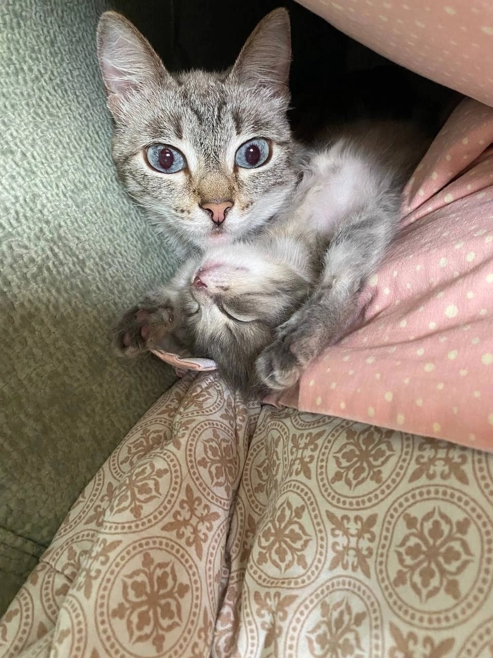 Пропала кошка в Новокузнецке — фото объявления