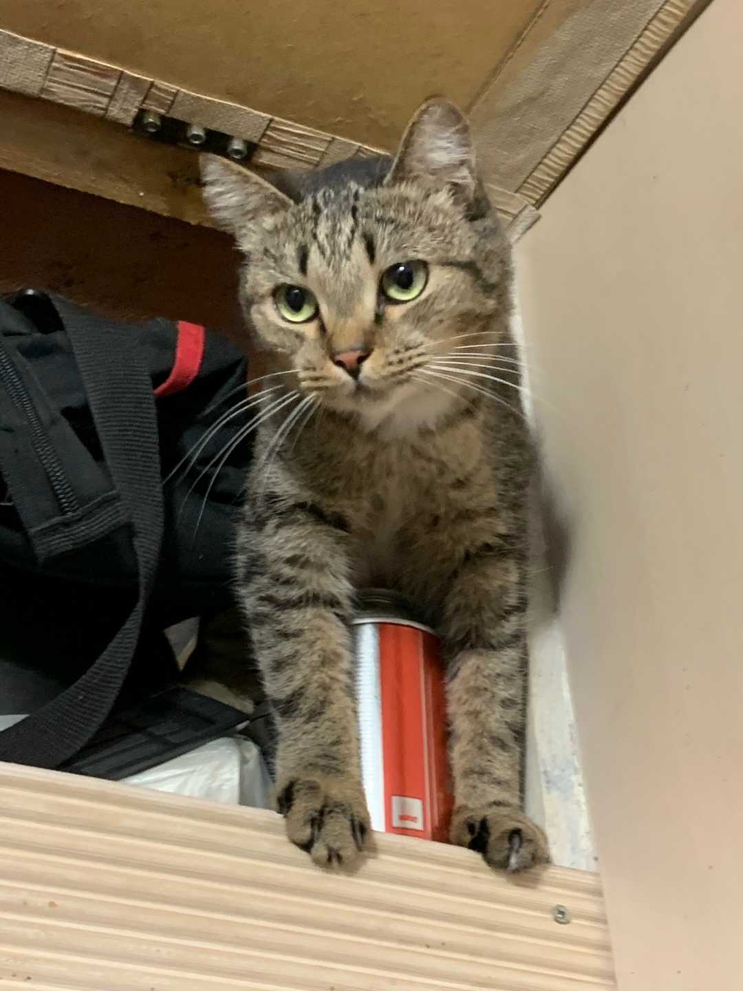 Пропала кошка в Новокузнецке — фото объявления