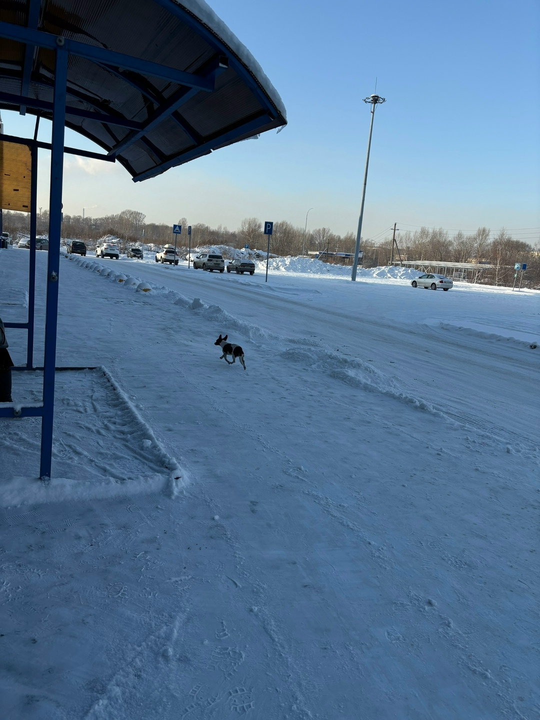 Пропала собака в Новокузнецке — фото объявления