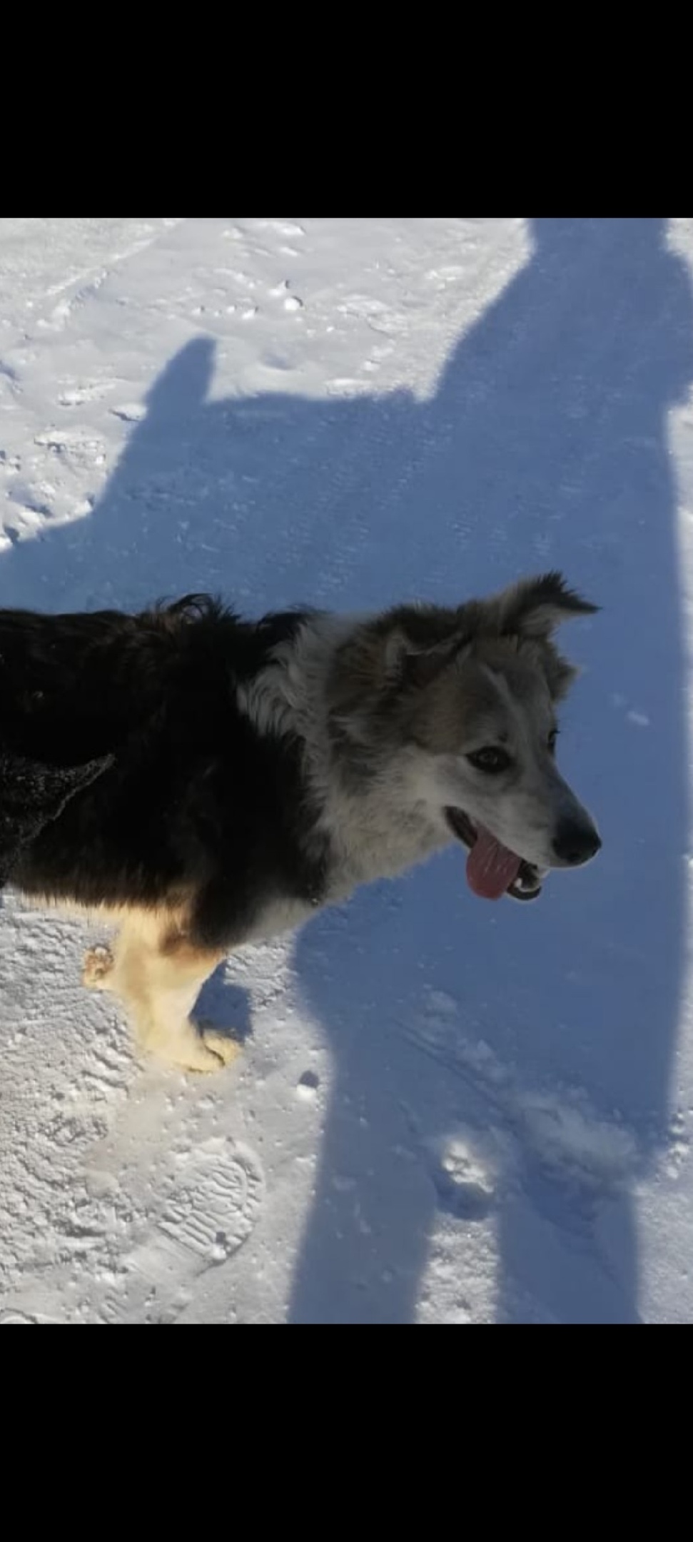 Пропала собака в Новокузнецке — фото объявления