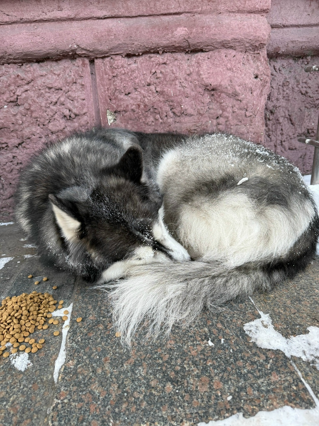 Найдена собака в Новокузнецке — фото объявления