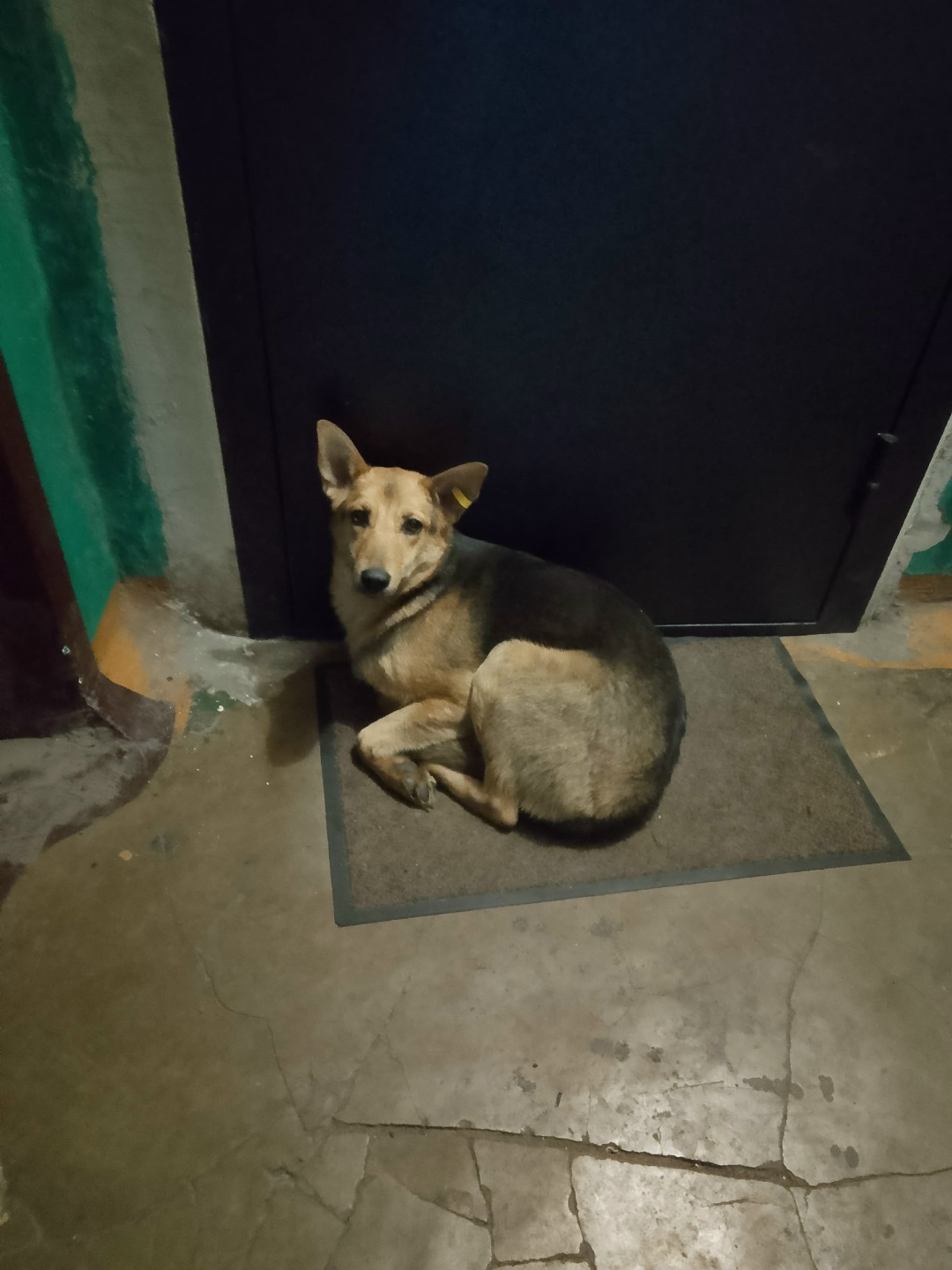 Найдена собака в Новокузнецке — фото объявления