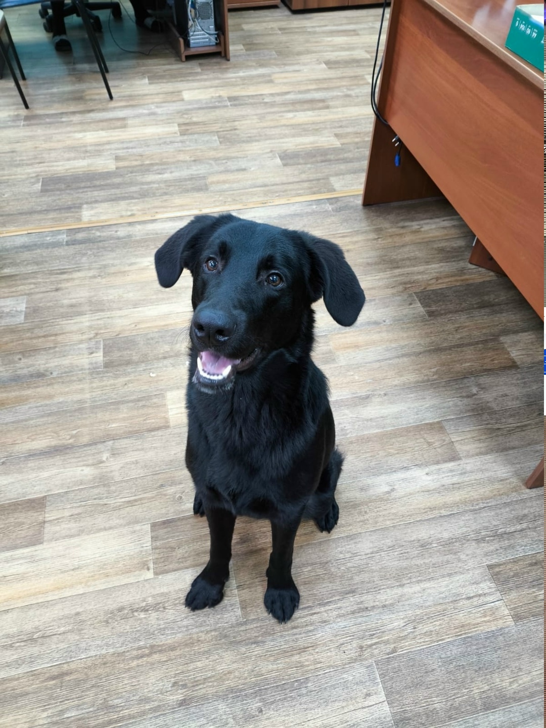 Найдена собака в Новокузнецке — фото объявления