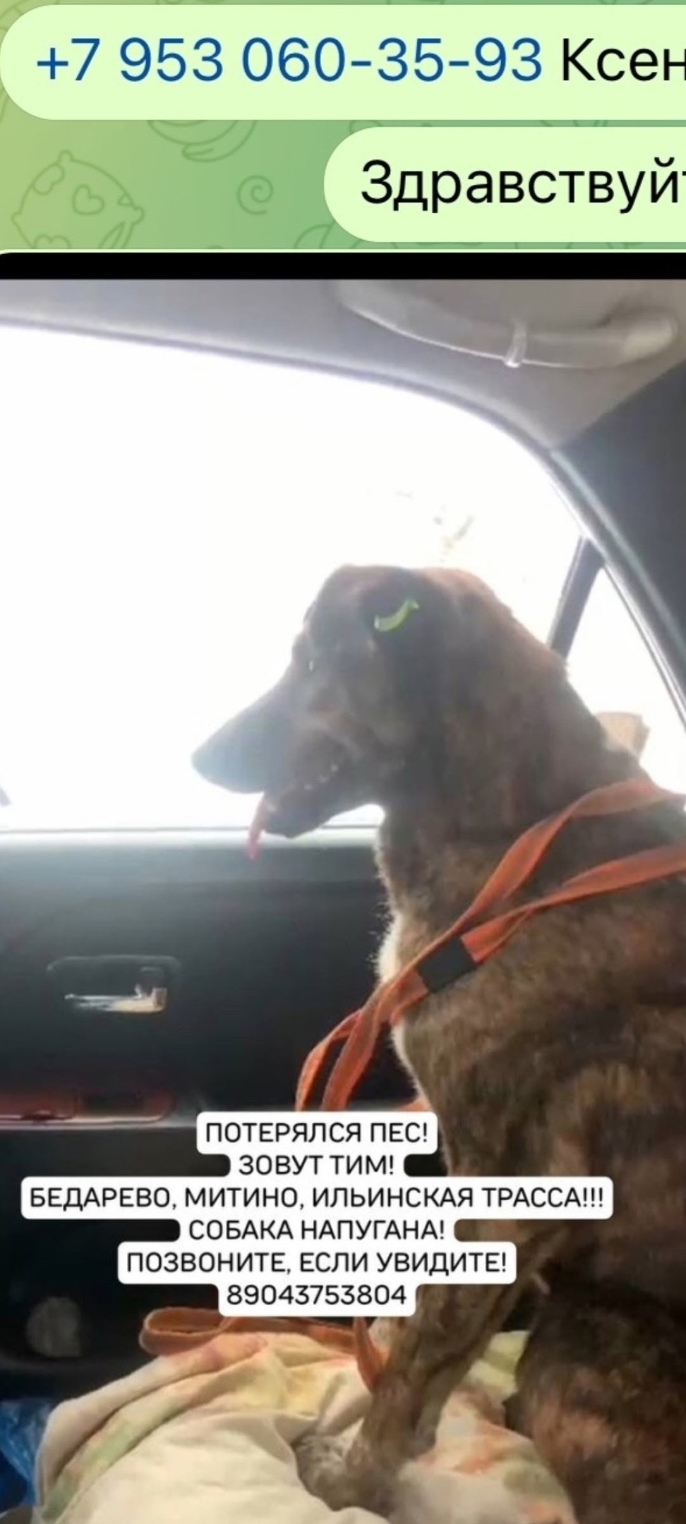 Пропала собака в Новокузнецке — фото объявления