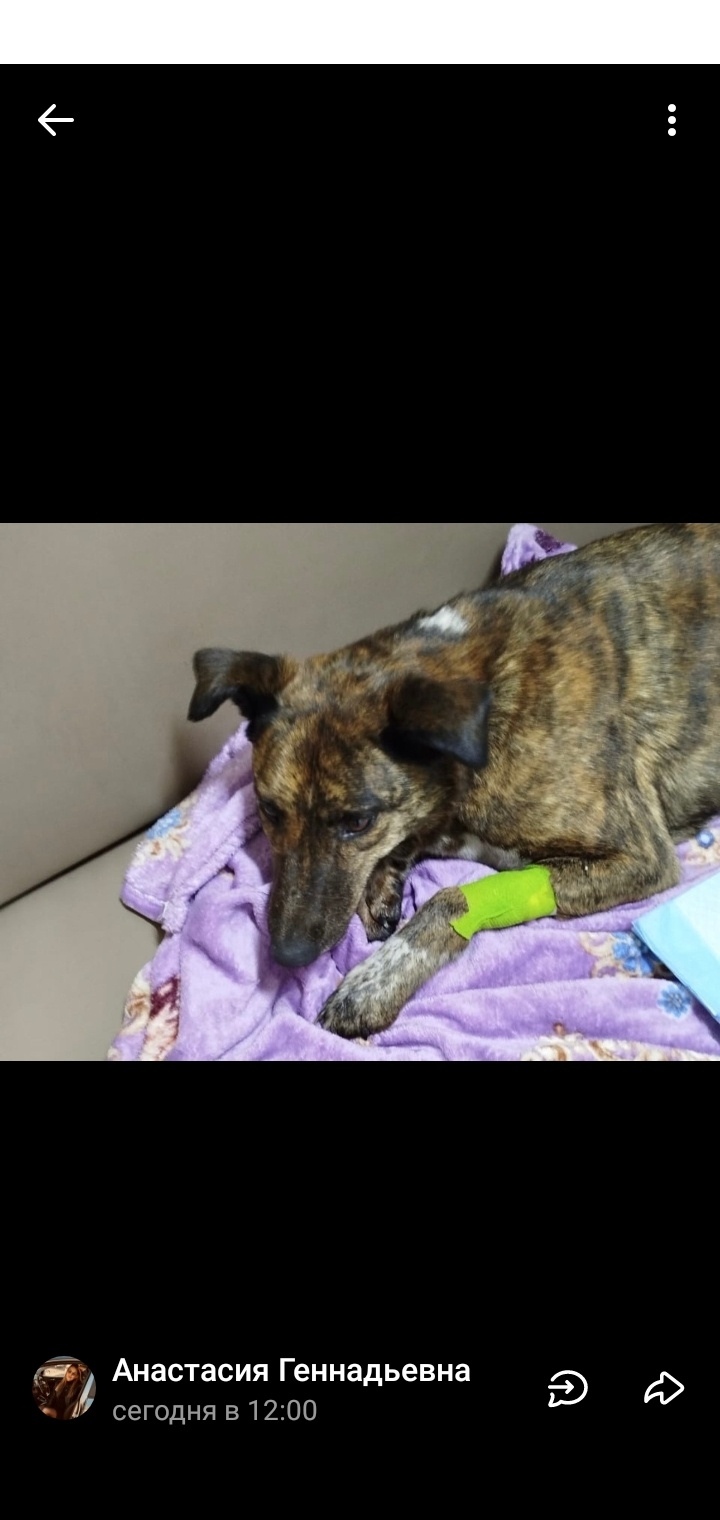 Пропала собака в Новокузнецке — фото объявления