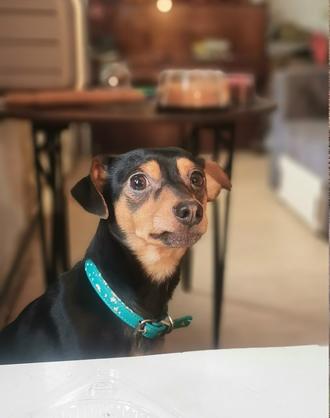 Пропала собака в Новокузнецке — фото объявления