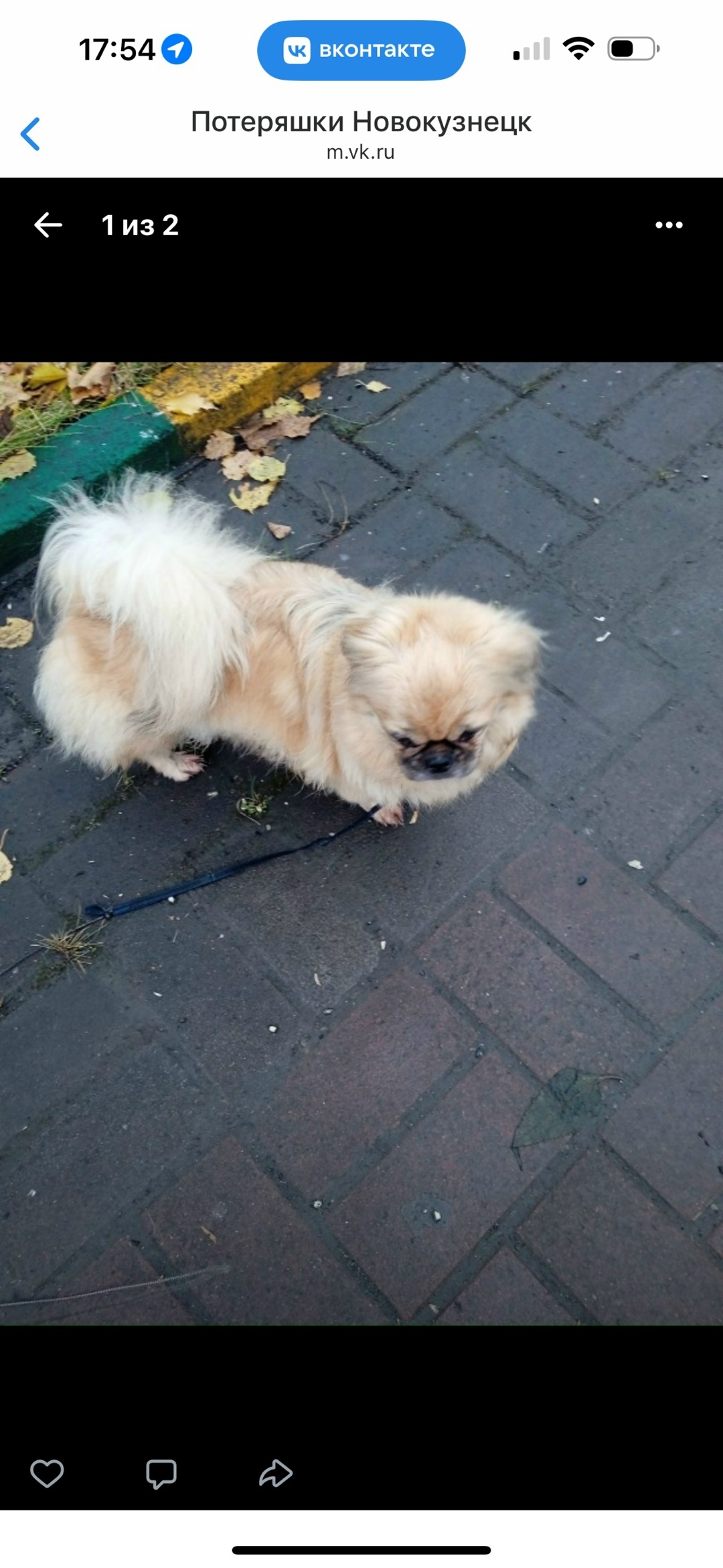 Пропала собака в Новокузнецке — фото объявления