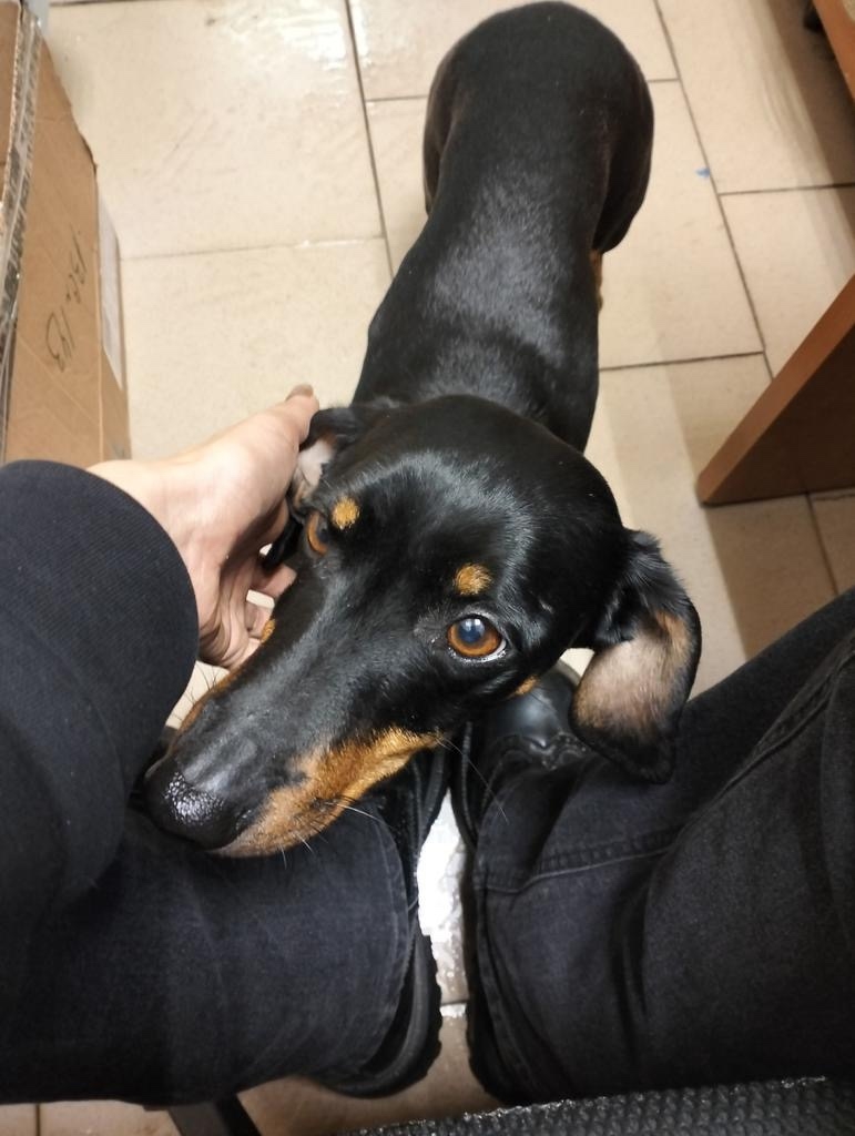 Найдена собака в Новокузнецке — фото объявления