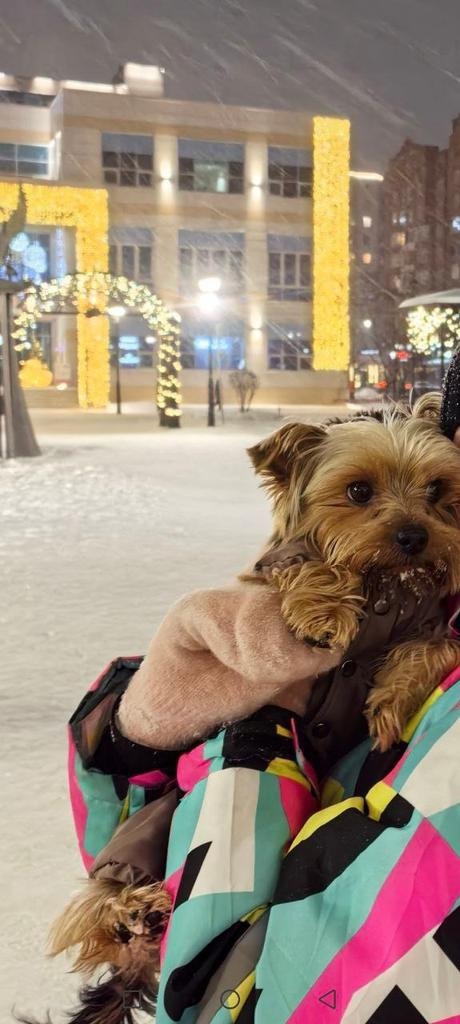 Пропала собака в Новокузнецке — фото объявления