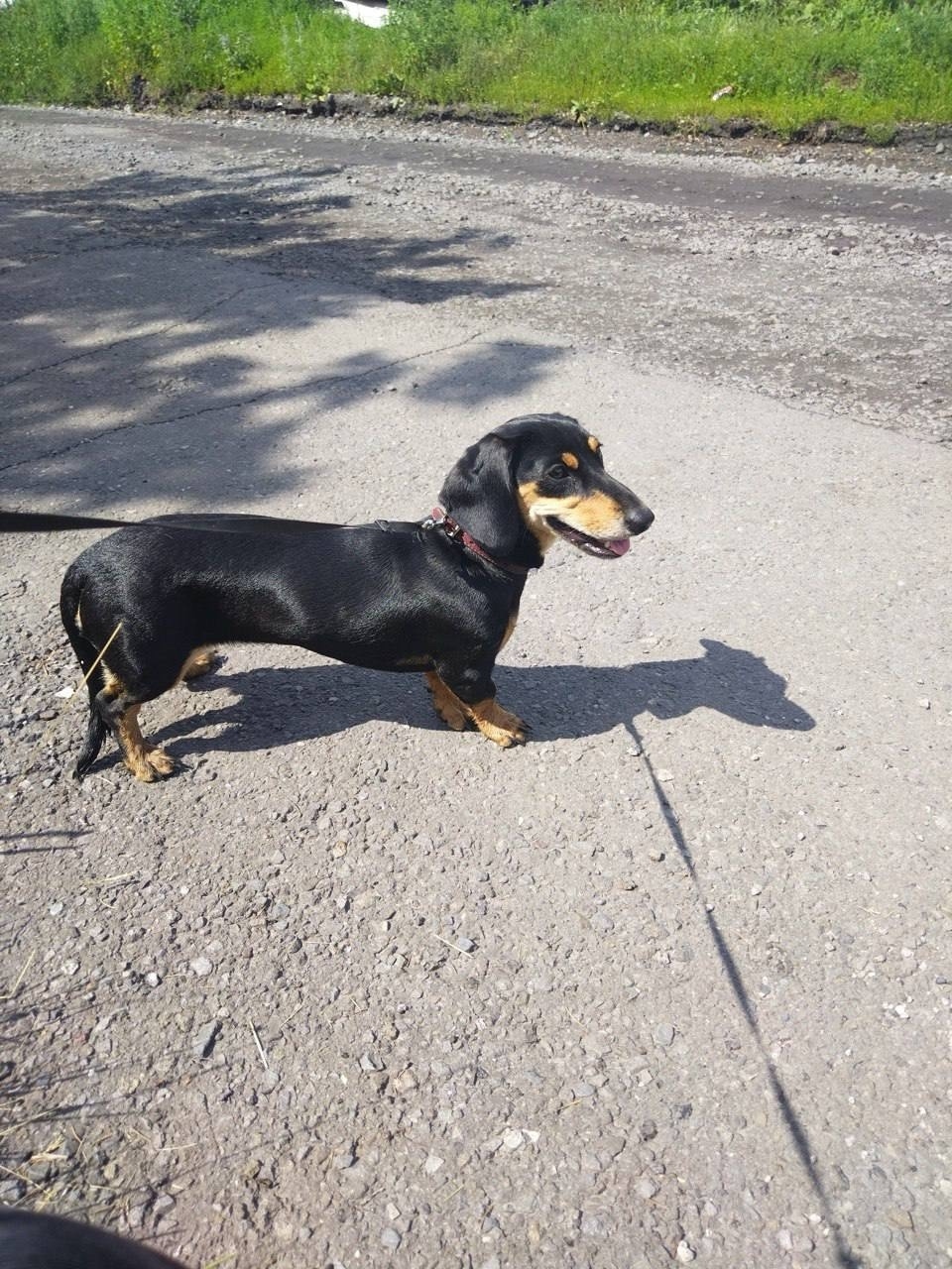 Пропала собака в Новокузнецке — фото объявления