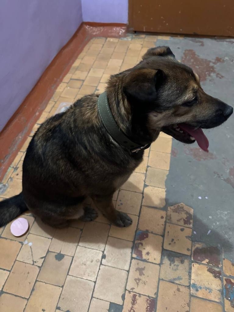 Пропала собака в Новокузнецке — фото объявления