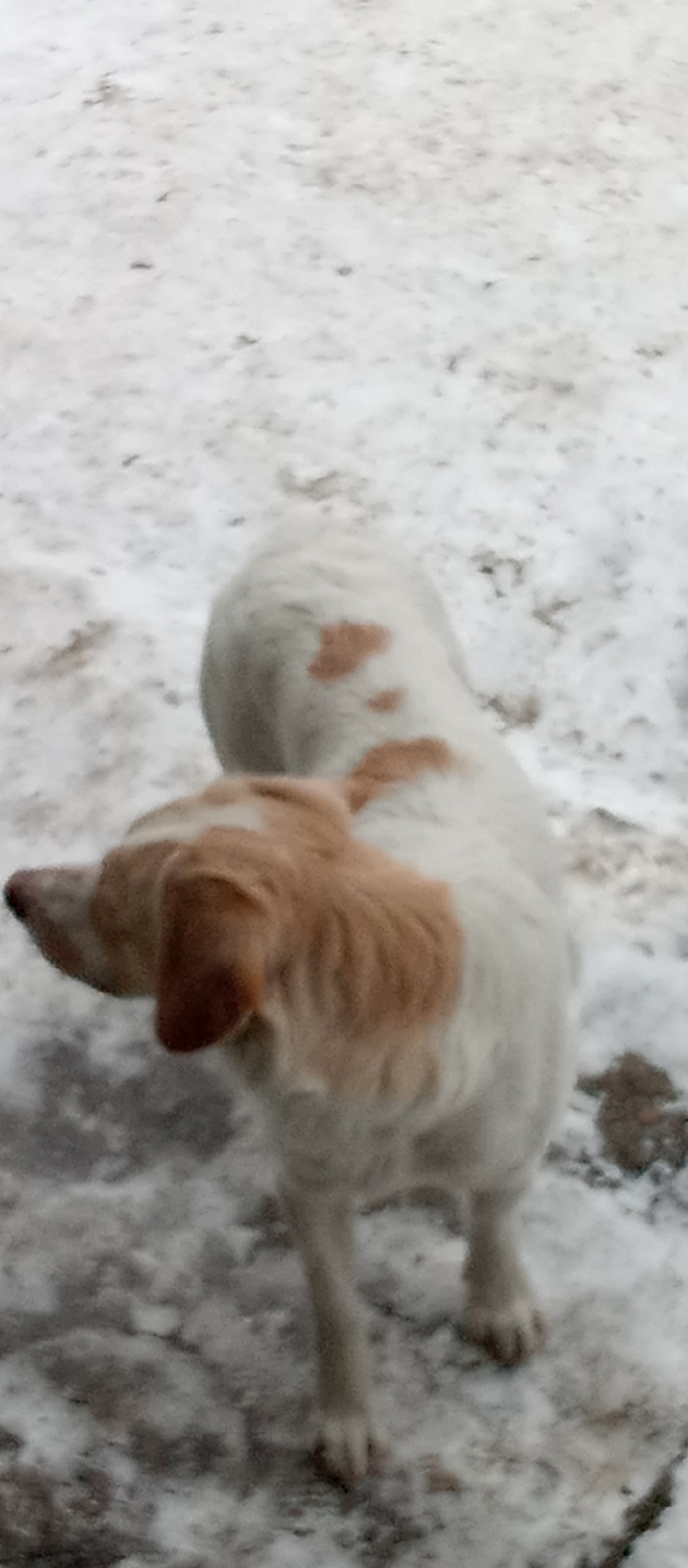 Пропала собака в Новокузнецке — фото объявления