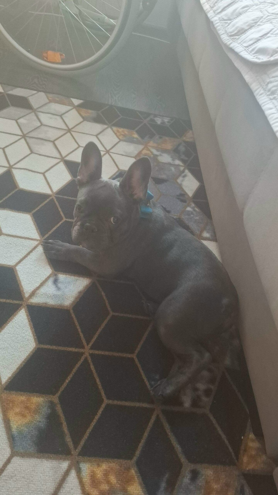 Найдена собака в Новокузнецке — фото объявления