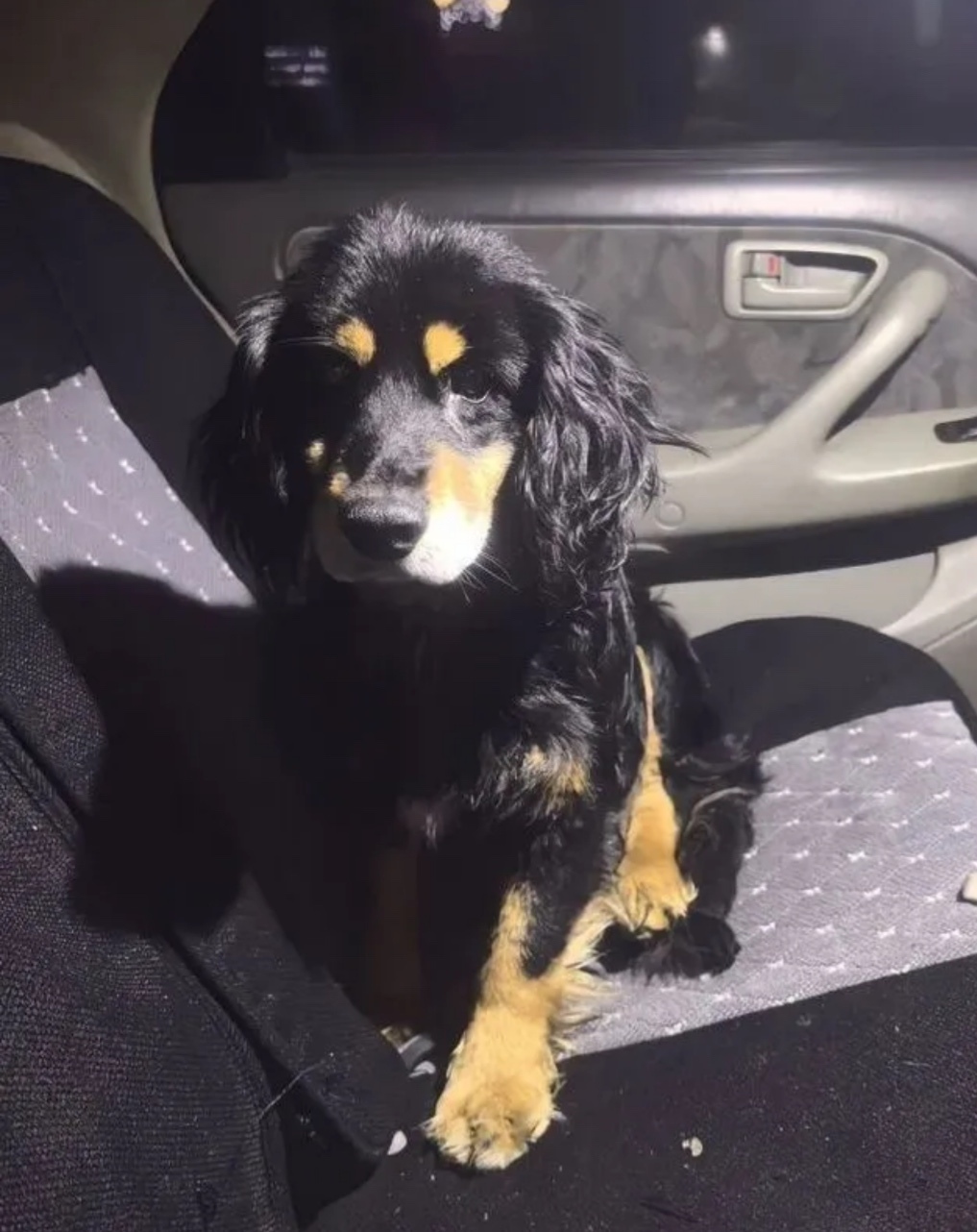 Найдена собака в Новокузнецке — фото объявления