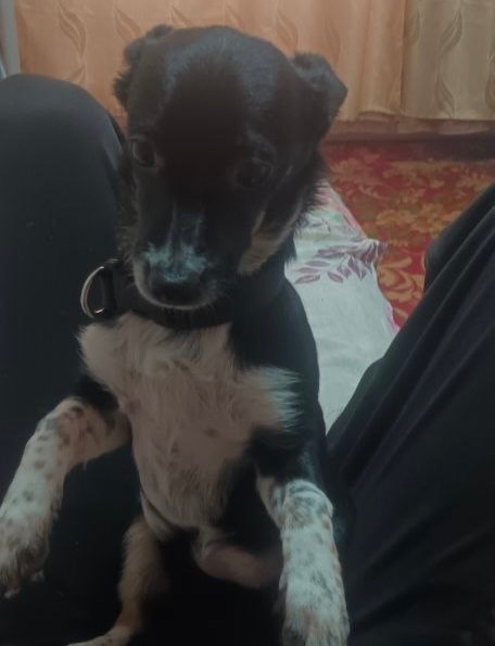 Пропала собака в Новокузнецке — фото объявления