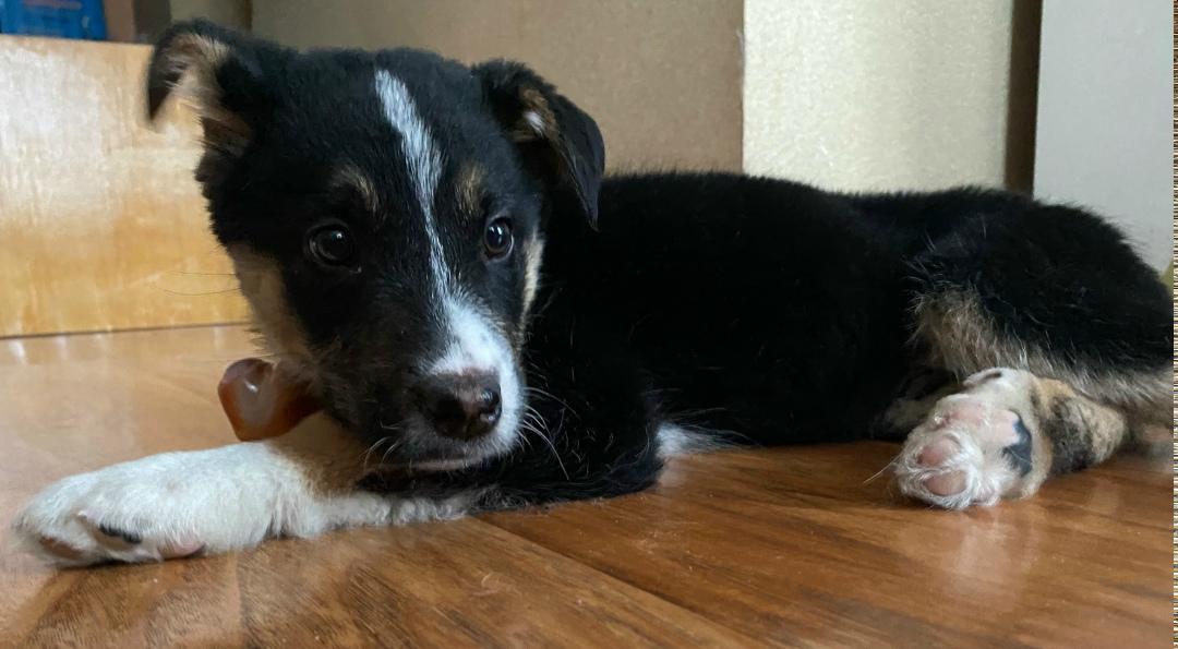 Найдена собака в Новокузнецке — фото объявления