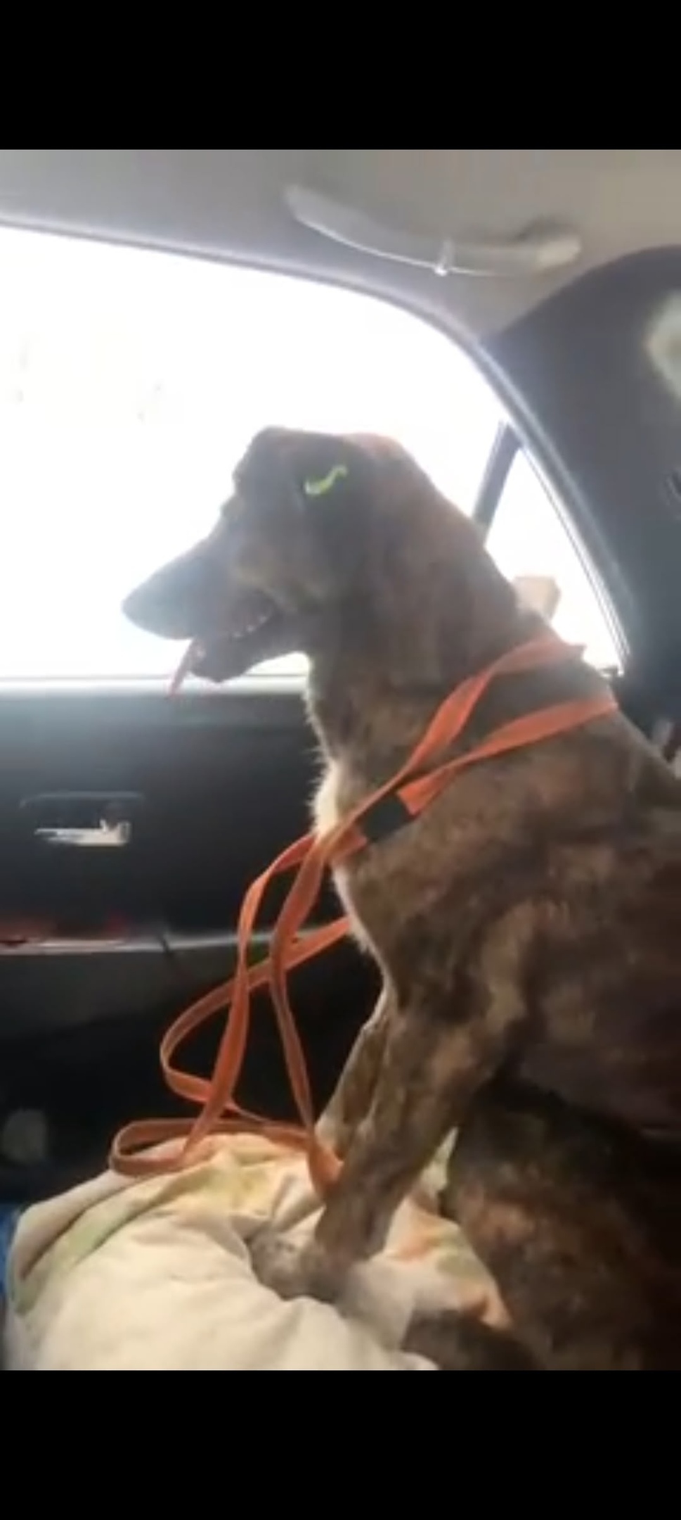 Пропала собака в Новокузнецке — фото объявления