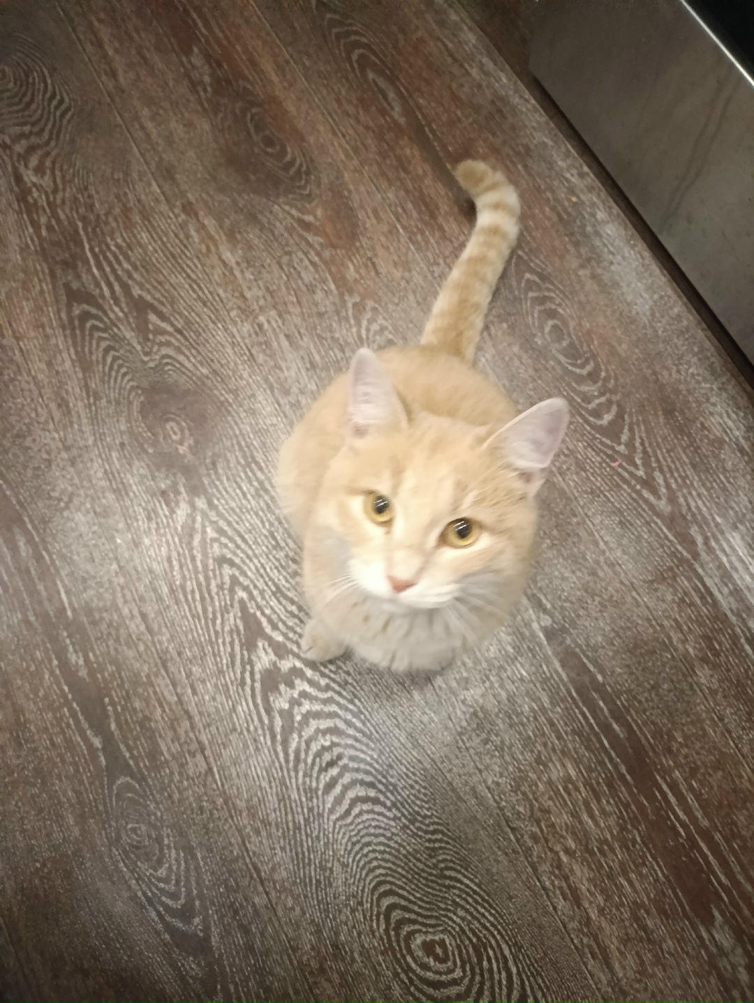 Найдена кошка в Новокузнецке — фото объявления