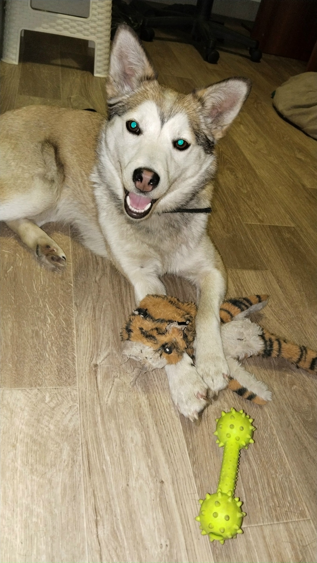 Найдена собака в Новокузнецке — фото объявления