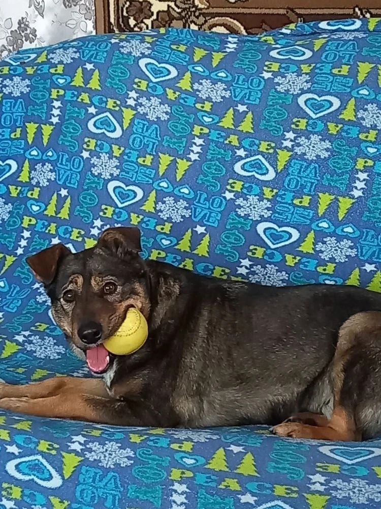 Пропала собака в Новокузнецке — фото объявления