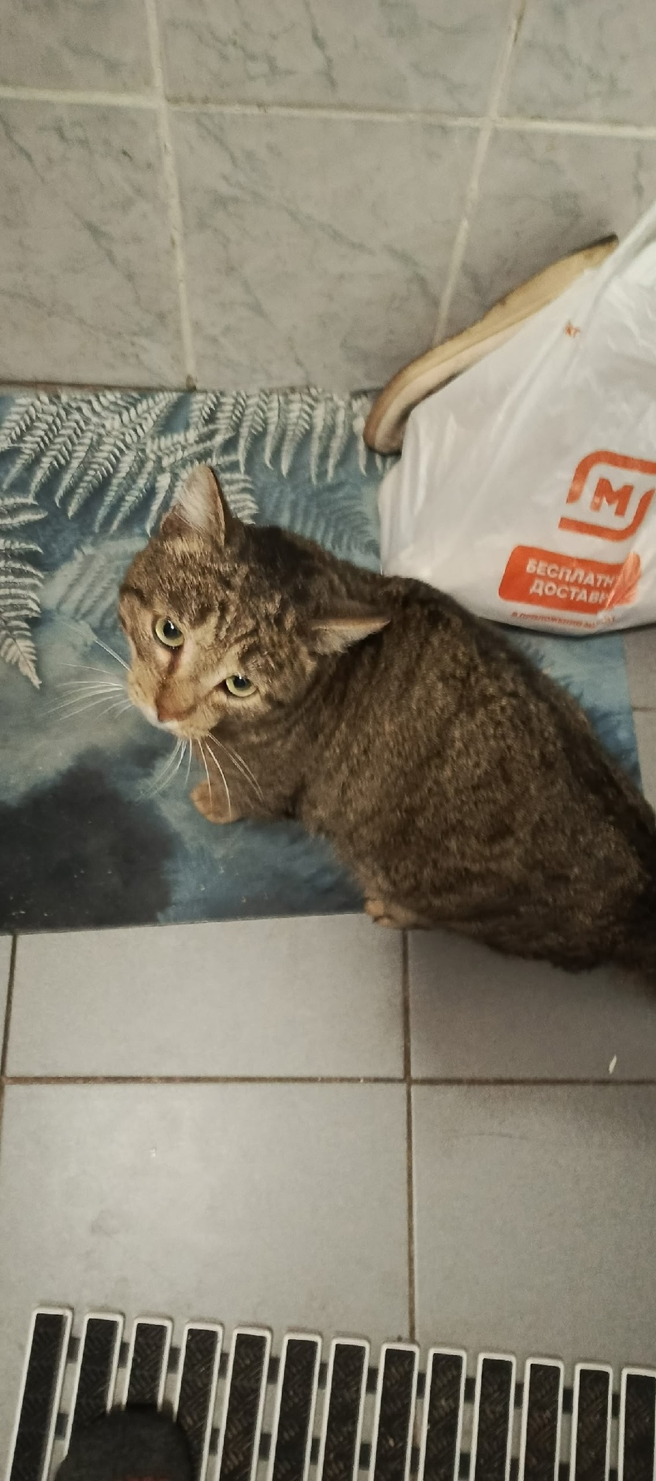 Найдена кошка в Новокузнецке — фото объявления