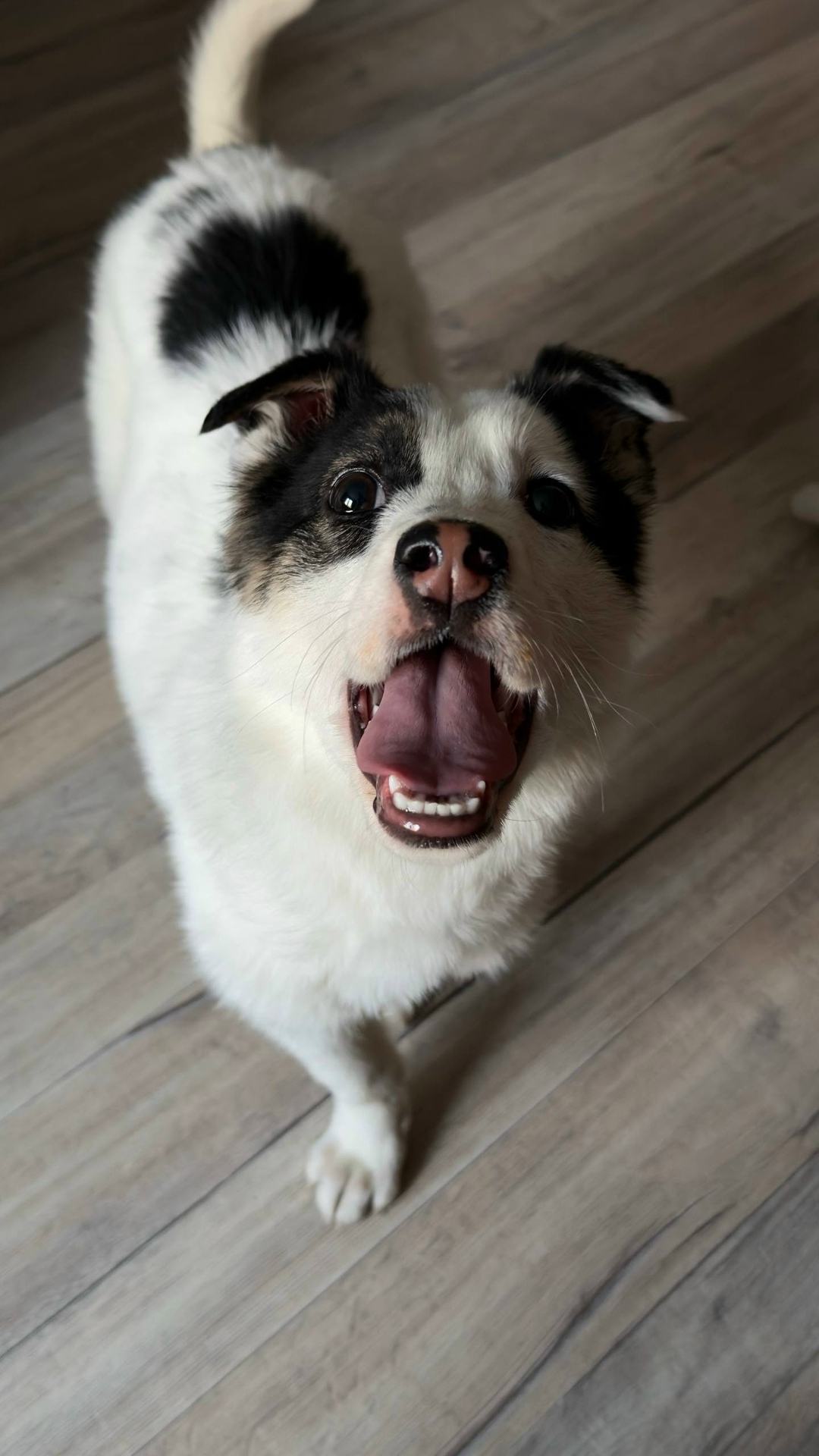 Найдена собака в Новокузнецке — фото объявления