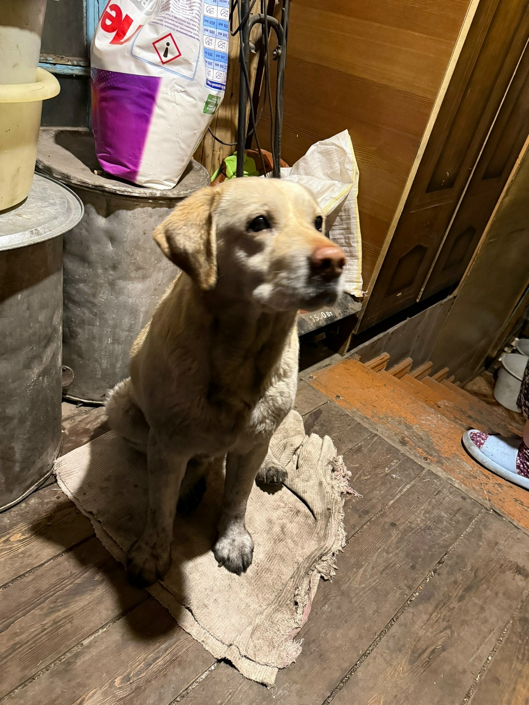 Пропала собака в Новокузнецке — фото объявления