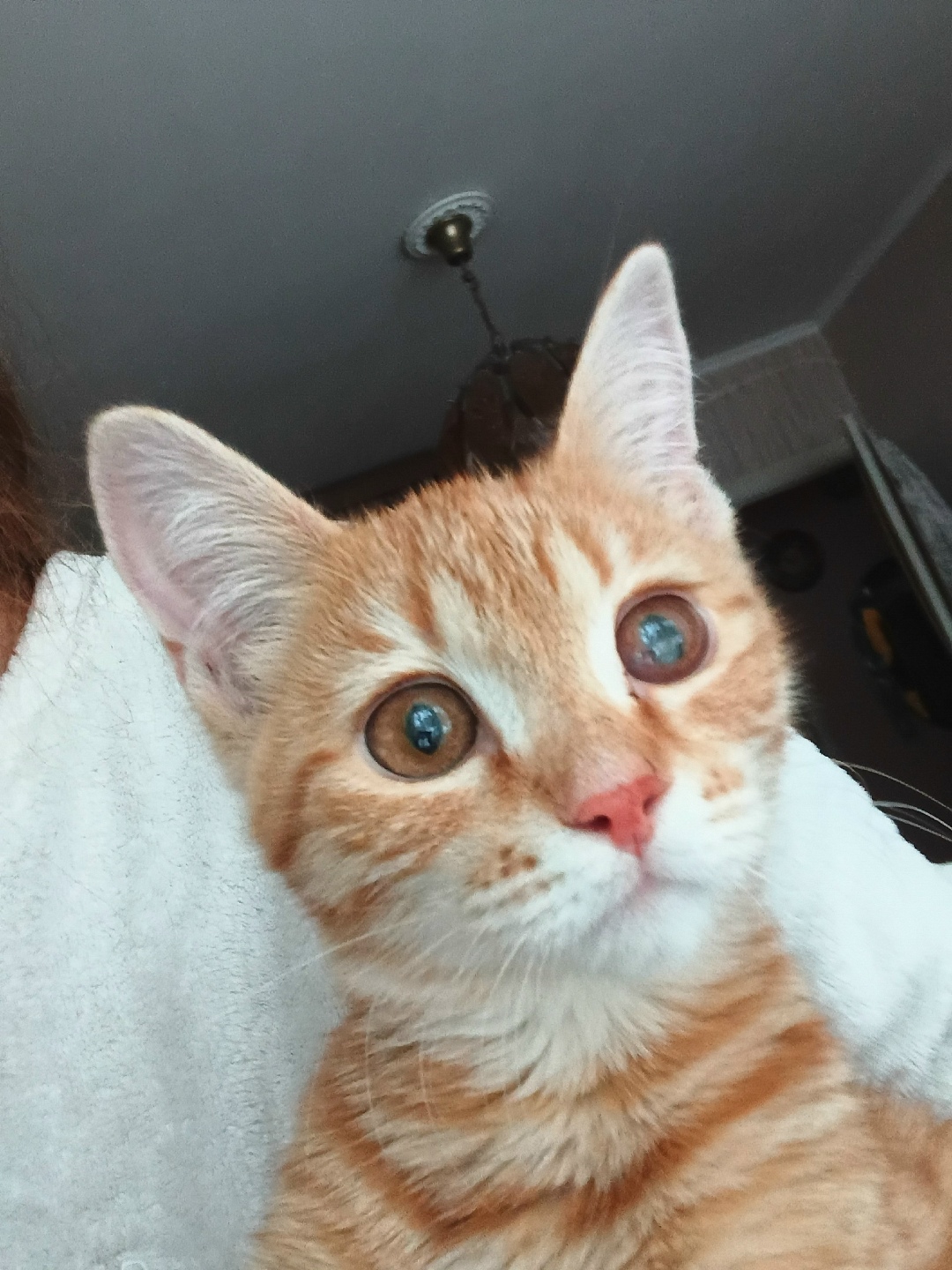 Найдена кошка в Новокузнецке — фото объявления