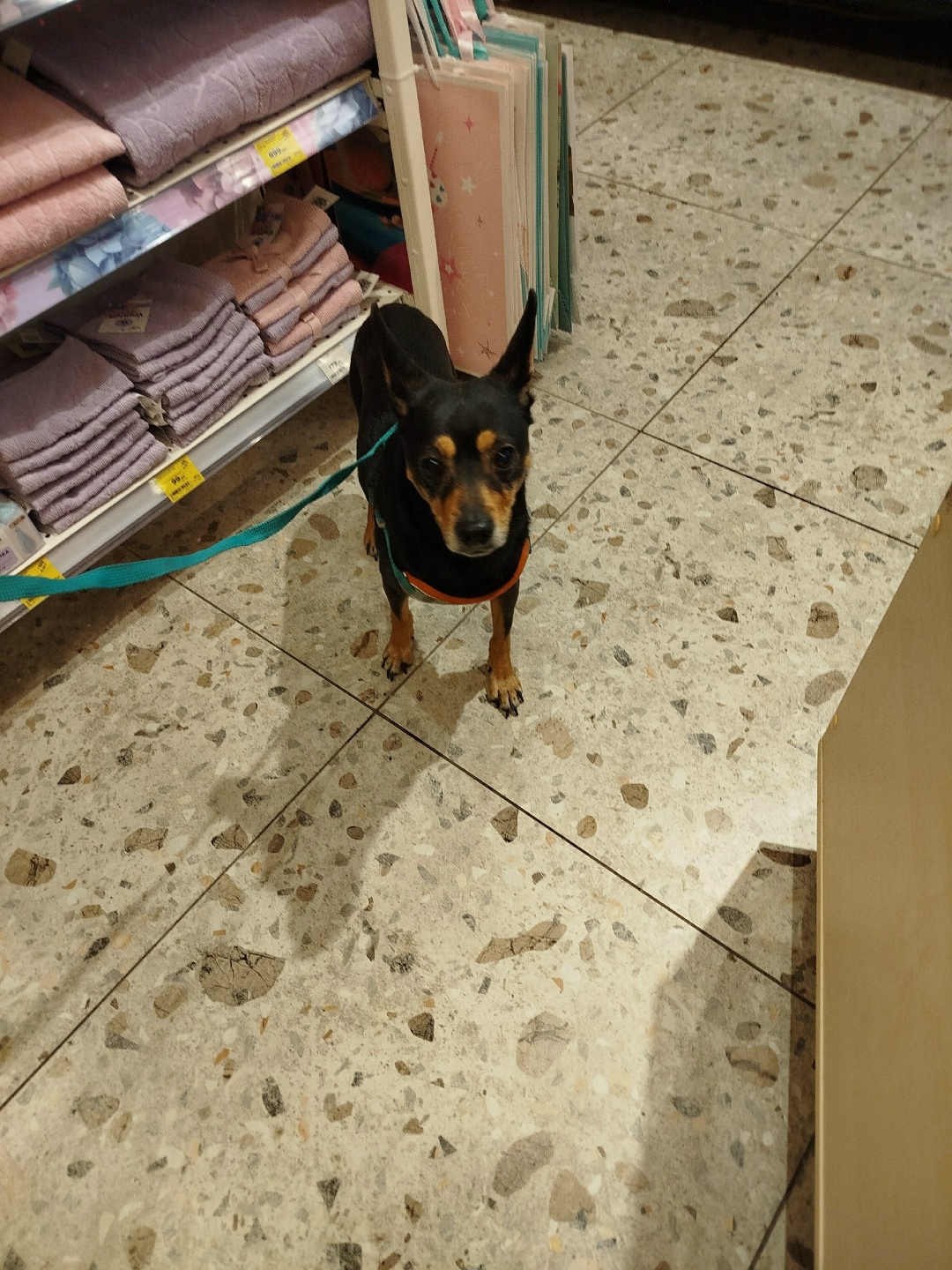 Найдена собака в Новокузнецке — фото объявления