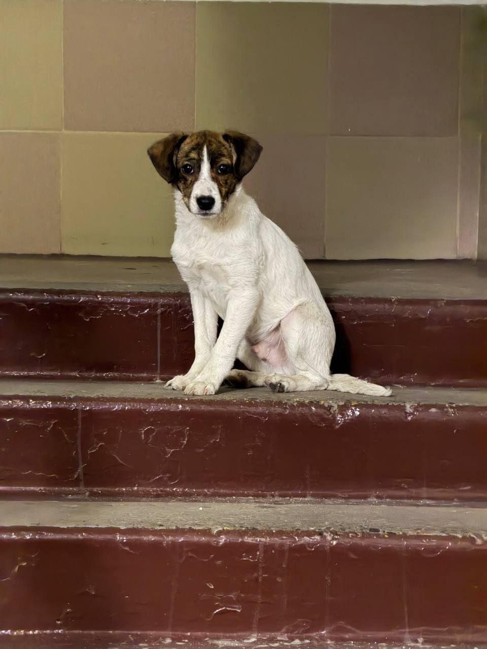 Найдена собака в Новокузнецке — фото объявления