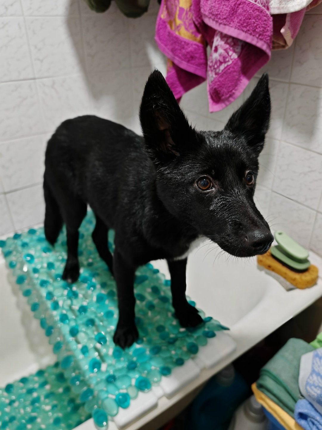 Найдена собака в Новокузнецке — фото объявления